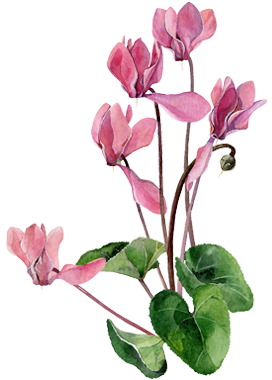 Rosa Alpenveilchenblüten und grüne Blätter auf weißem Hintergrund.