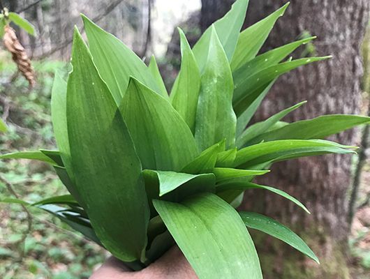Ein Bündel Bärlauch in einem Wald hochgehalten.