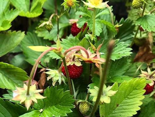 Rote Erdbeeren zwischen grünen Blättern und gelben Blüten.