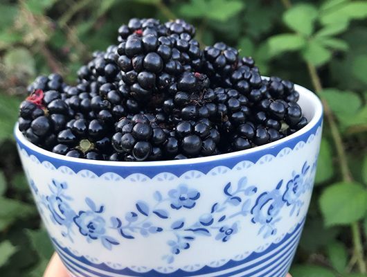 Schale mit frischen, dunklen Brombeeren mit blauem Blumenmuster am Rand, vor grünem Laub.