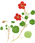 Rosa Alpenveilchenblüten und grüne Blätter auf weißem Hintergrund.