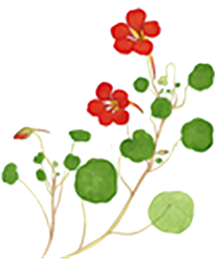 Rosa Alpenveilchenblüten und grüne Blätter auf weißem Hintergrund.