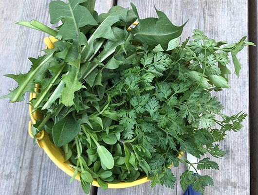 Gelbe Schale gefüllt mit wilden und kultivierten Kräutern auf einer verwitterten Holzoberfläche.