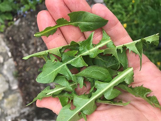 Eine Handvoll gezackter, grüner Löwenzahnblätter. Die Hand einer Person hält die Blätter im Freien.
