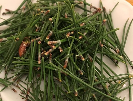 Haufen grüner Kiefernnadeln mit braunen Knospen auf einem weißen Teller.