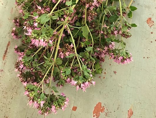 Bouquet aus rosa blühendem Alpen-Oregano auf verwittertem, hellgrünem Untergrund.