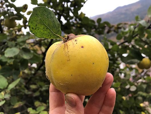 Hand hält eine gelbe Quitte mit grünem Blatt; Frucht in einem Obstgarten mit Berghintergrund.