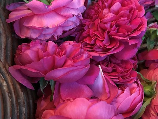 Nahaufnahme von rosa Bio-Damaszenerrosen mit vielen Blütenblättern, einige in voller Blüte.