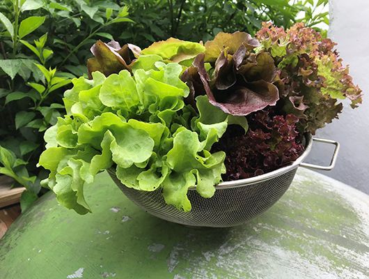 Salat in einem Metallsieb, grüne und rote Sorten, auf einer grünen Oberfläche.