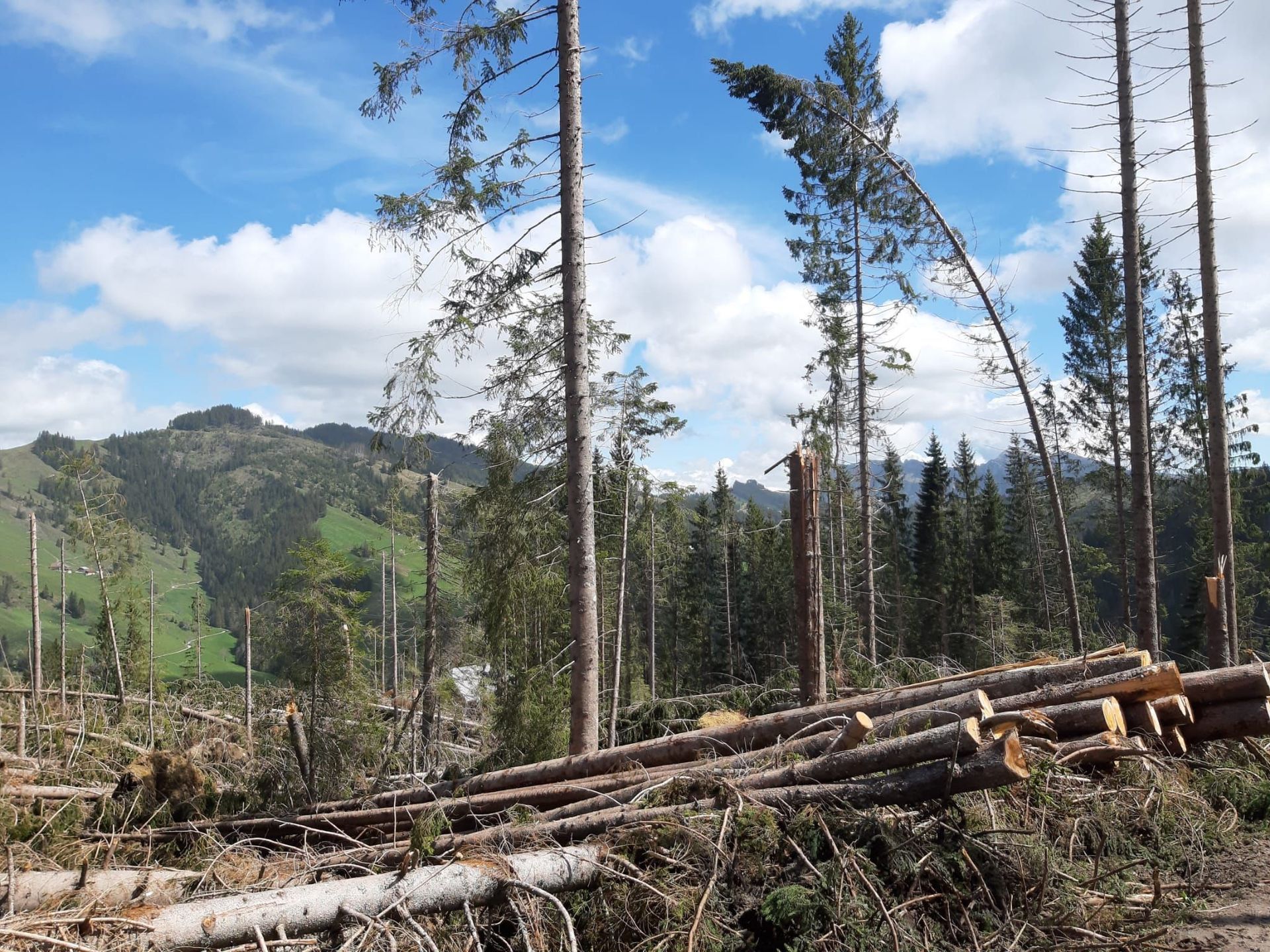 Forstwirtschaft - Baumgartner Forst AG - Marbach