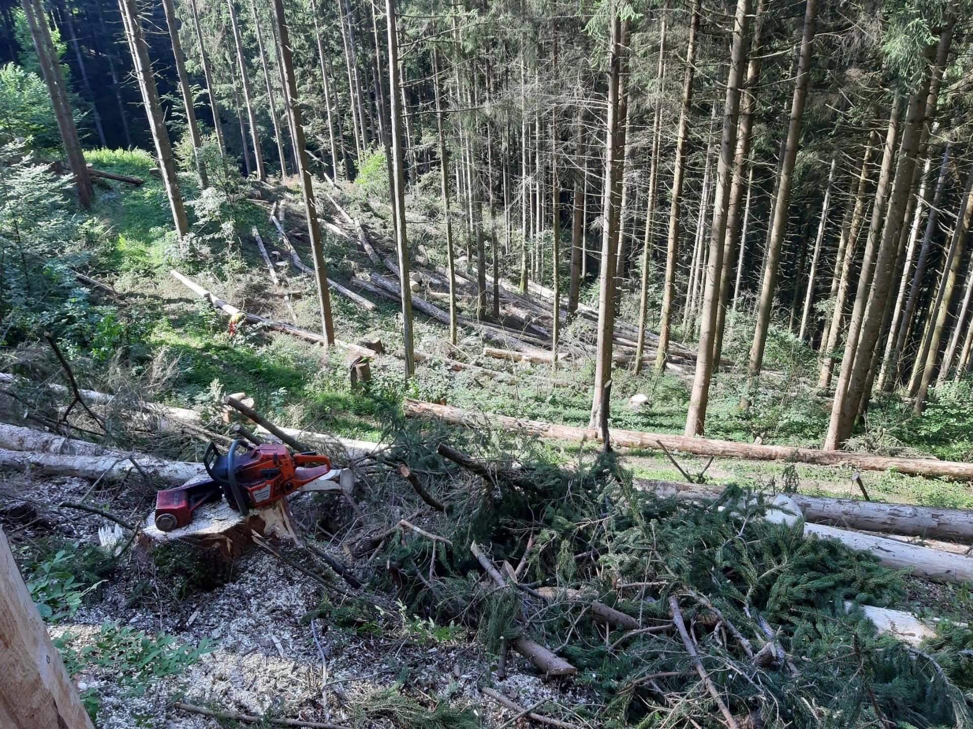 Forstwirtschaft - Baumgartner Forst AG - Marbach