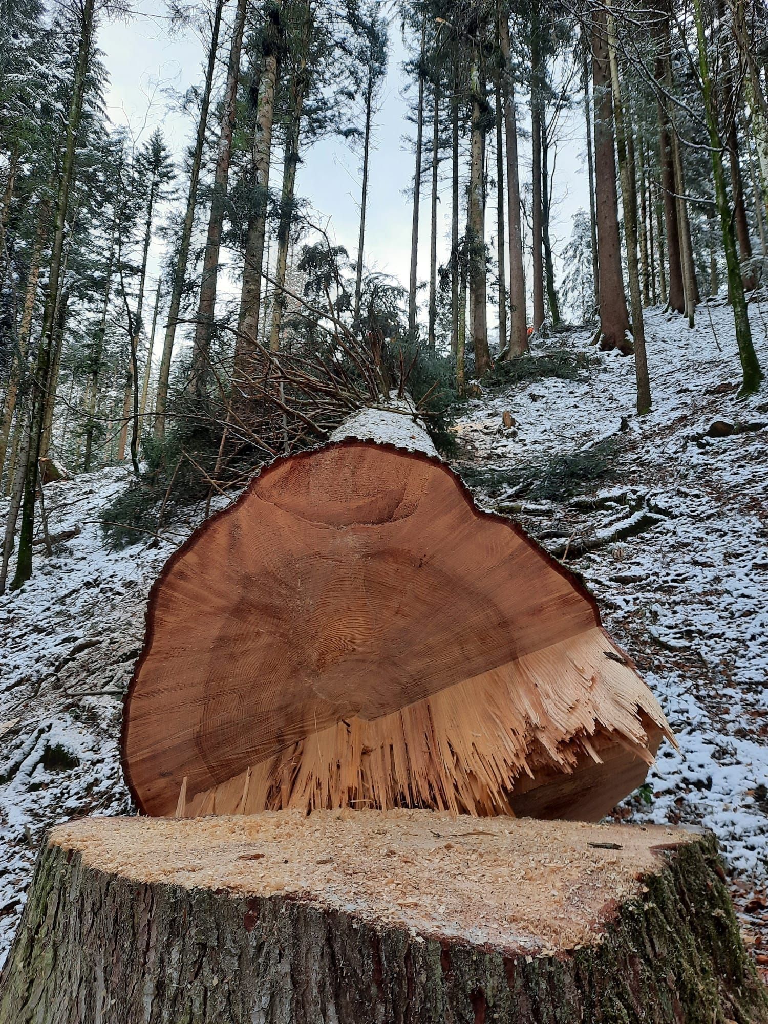 Forstwirtschaft - Baumgartner Forst AG - Marbach