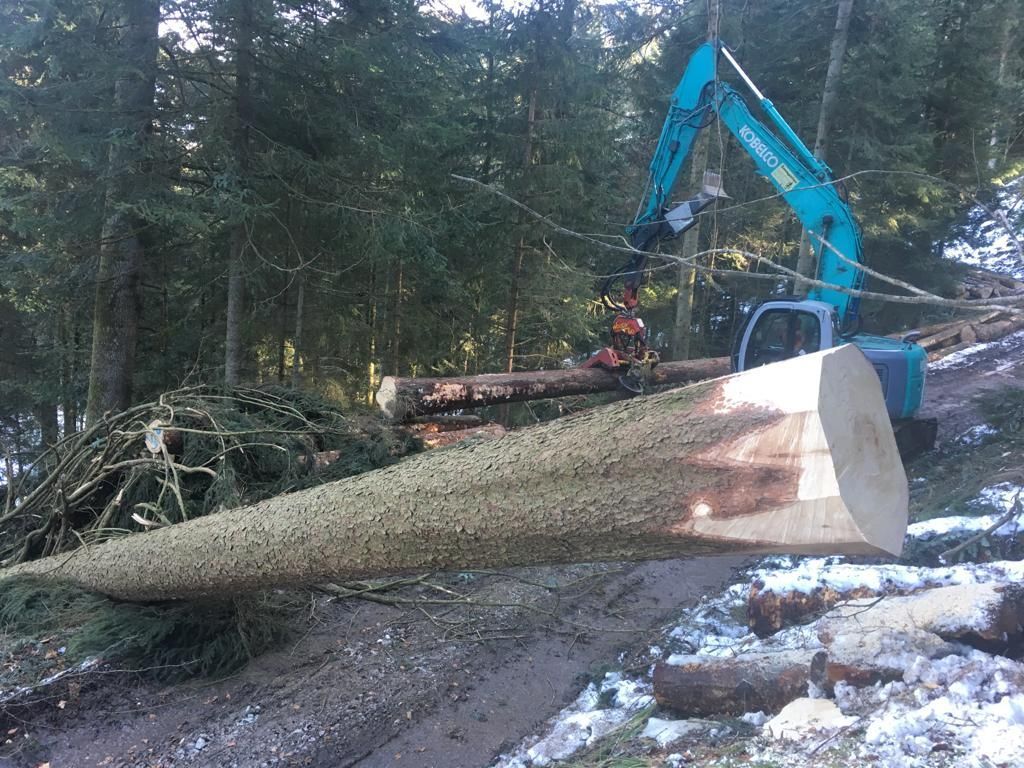 Forstwirtschaft - Baumgartner Forst AG - Marbach