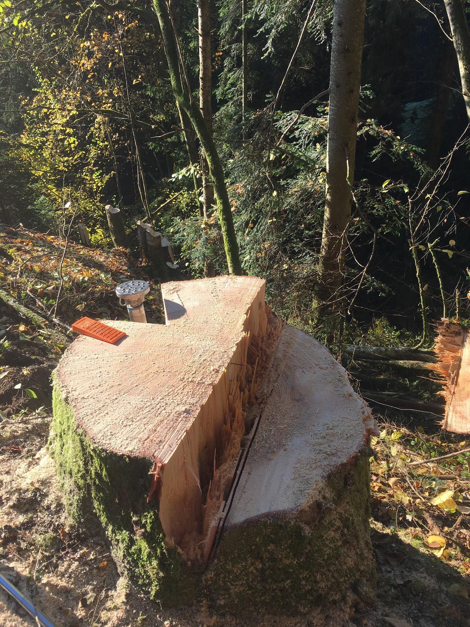 Forstwirtschaft - Baumgartner Forst AG - Marbach