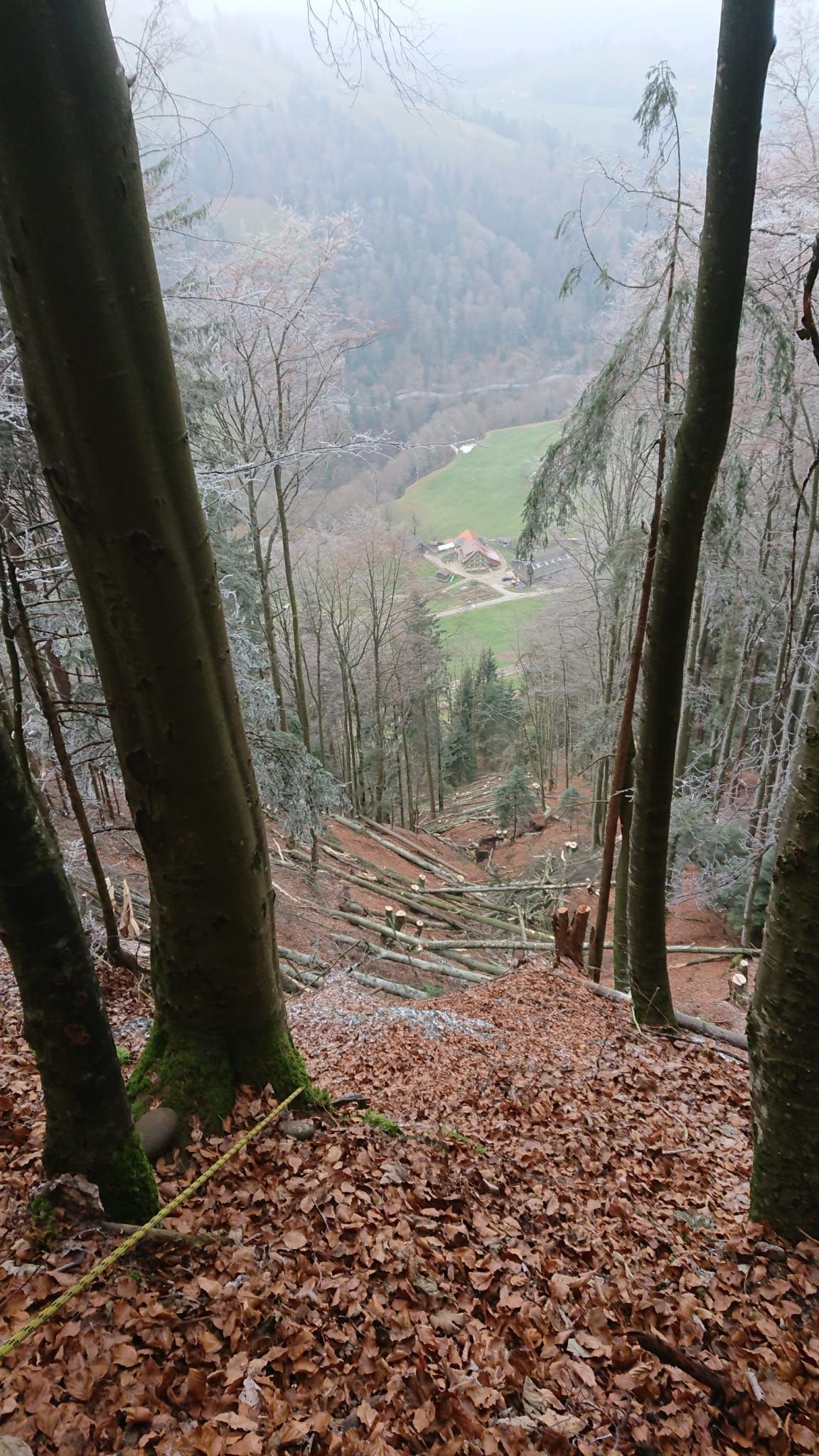 Forstwirtschaft - Baumgartner Forst AG - Marbach