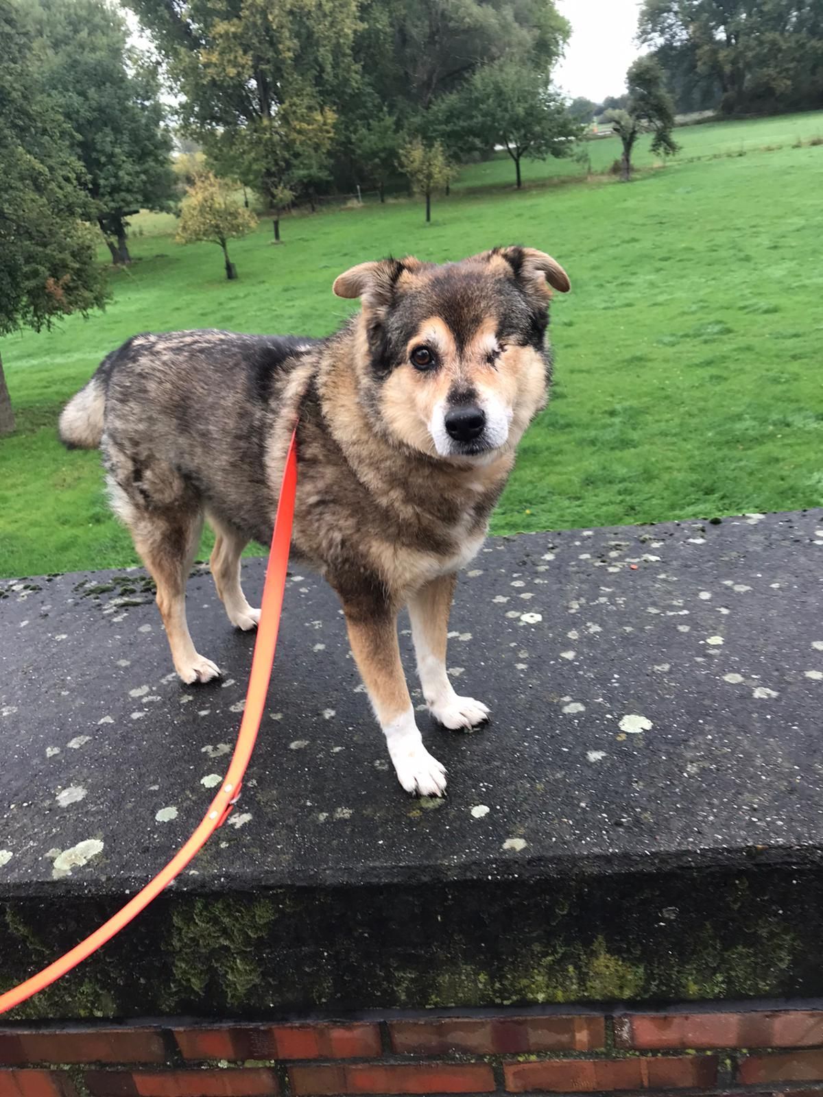 Hunde PfotenCampus Köln