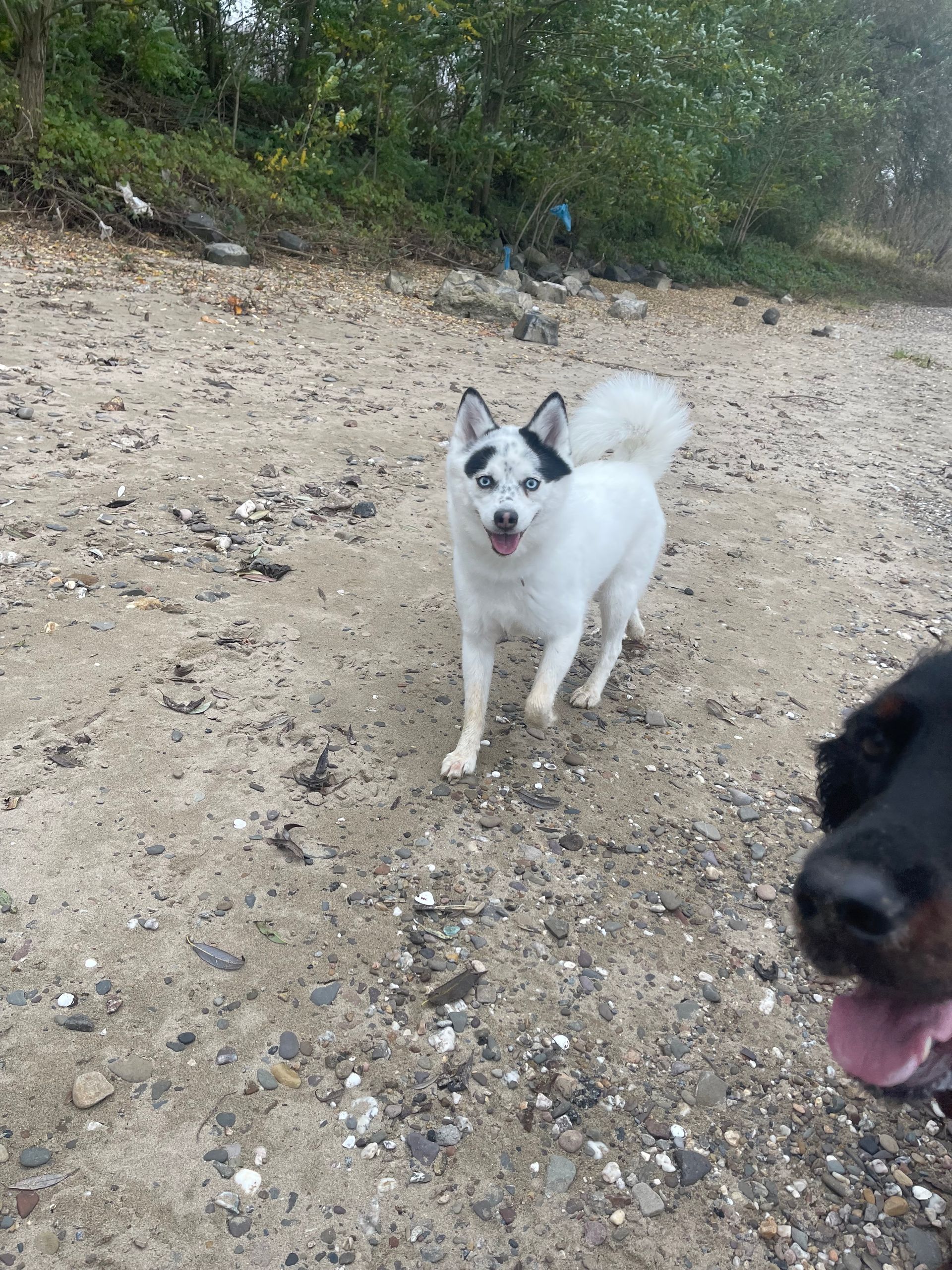 Hundeschule Kölner Norden