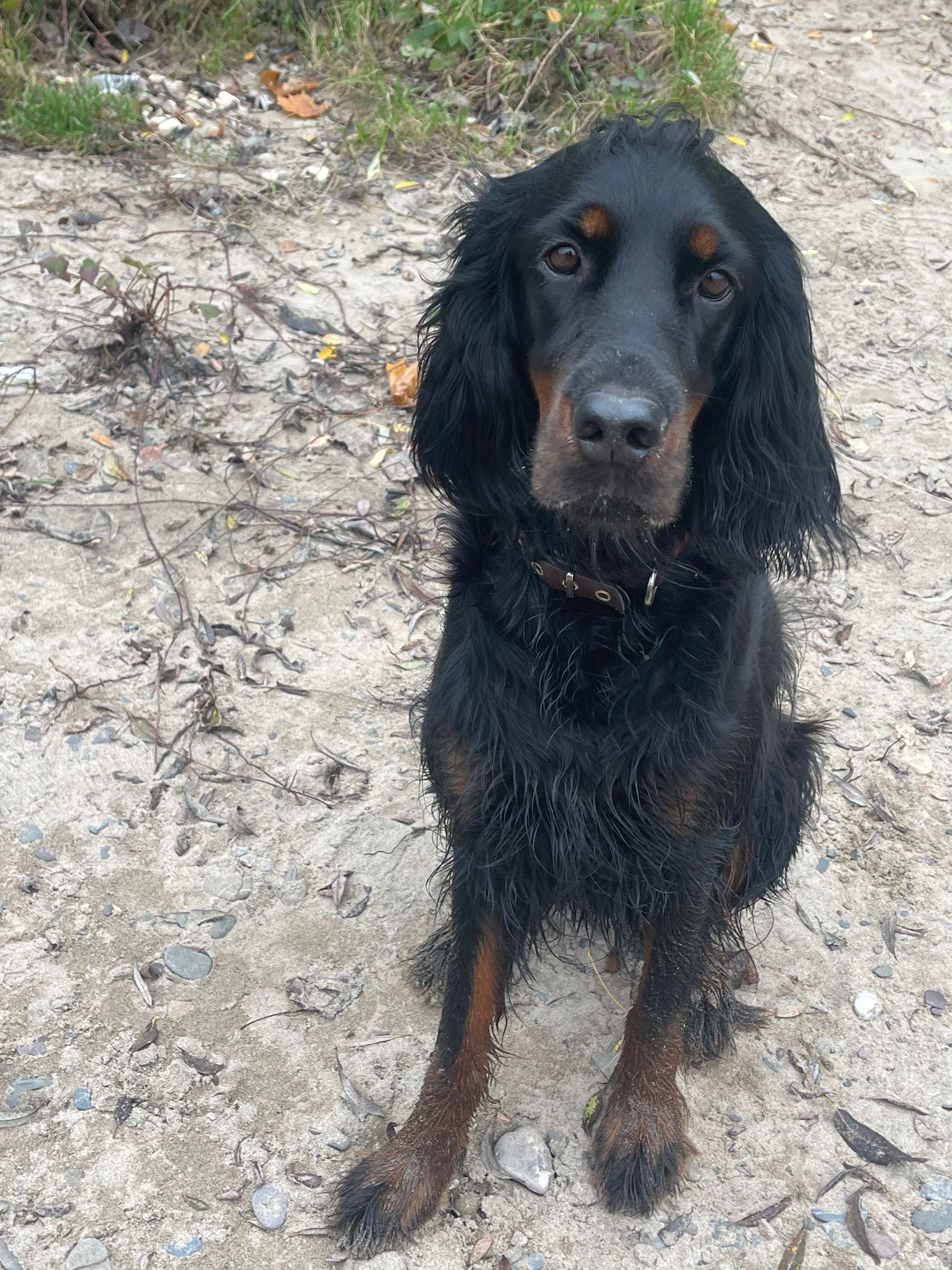 Schüler Hundeschule