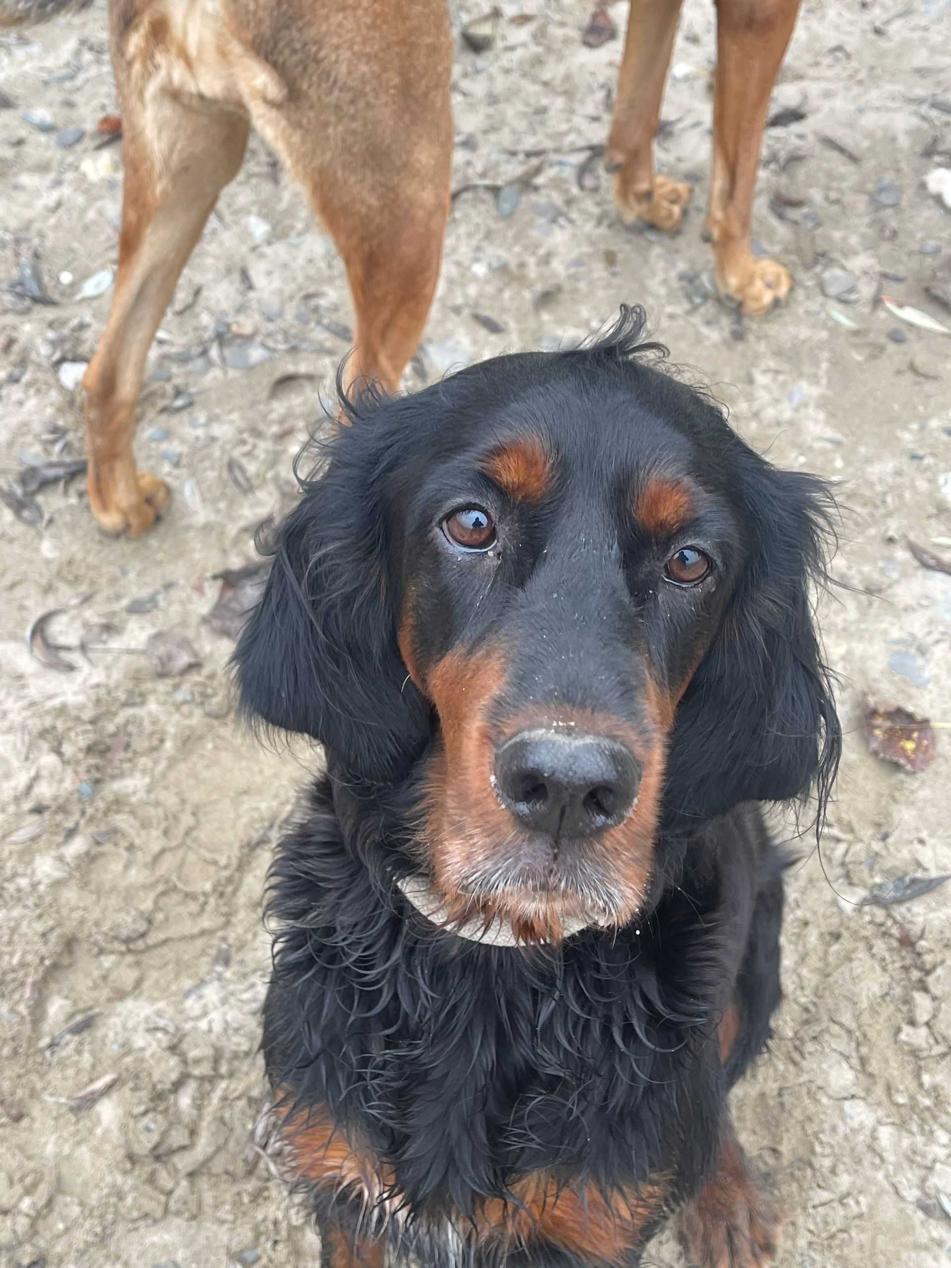 Schüler Hundeschule