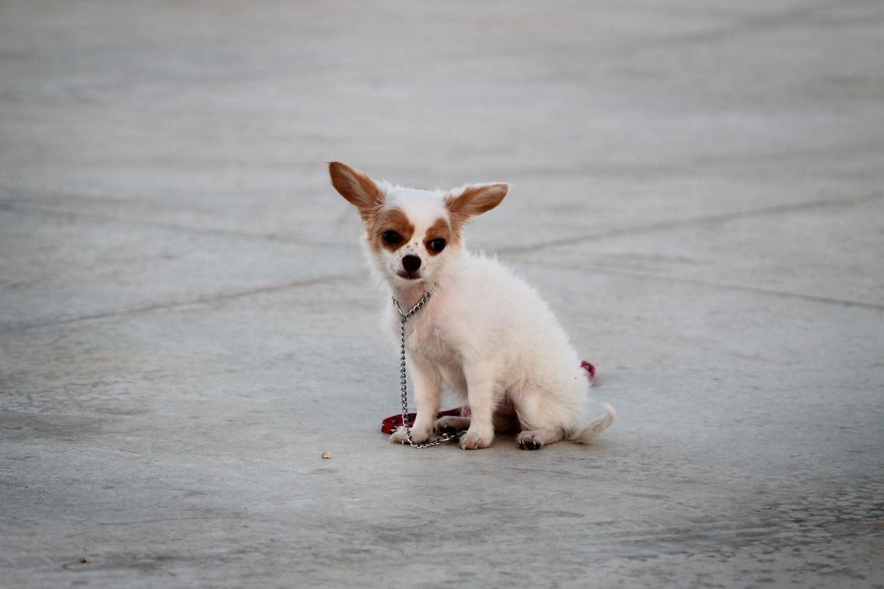 PfotenCampus im Kölner Norden