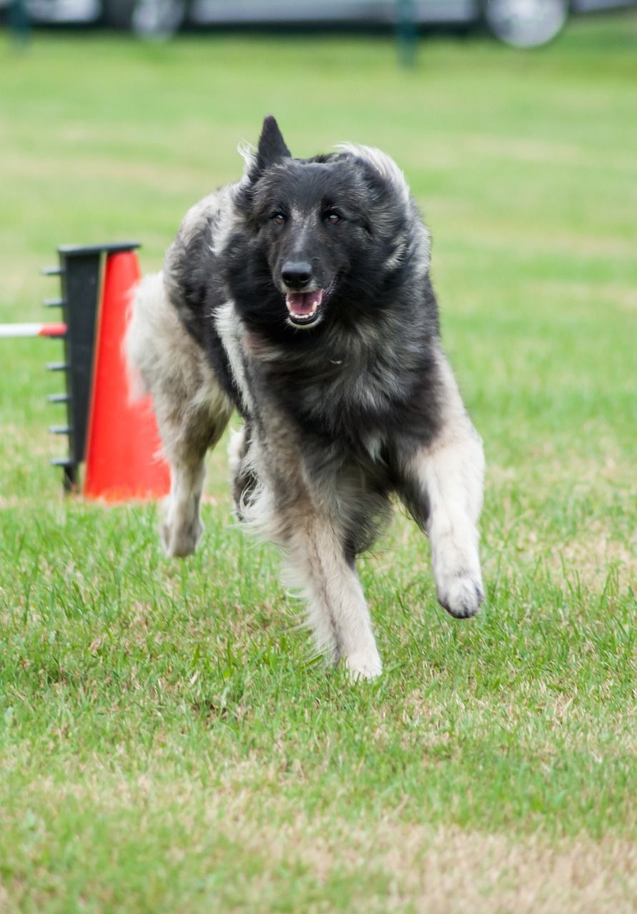 Schüler Hundeschule Köln