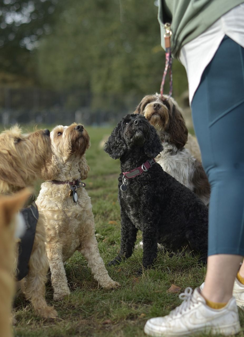 Schüler Hundeschule Köln