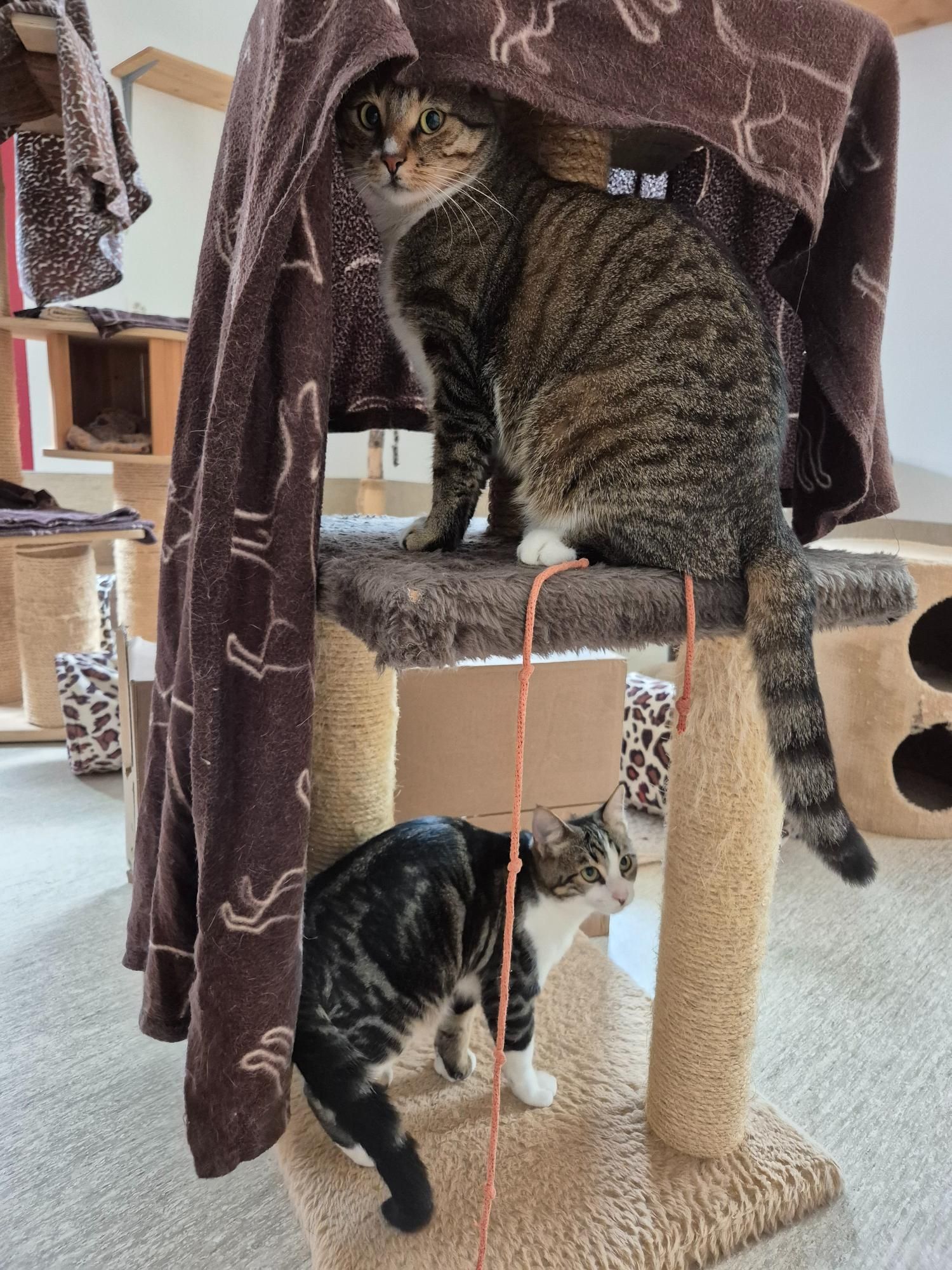 Katzen auf einem Kletterbaum