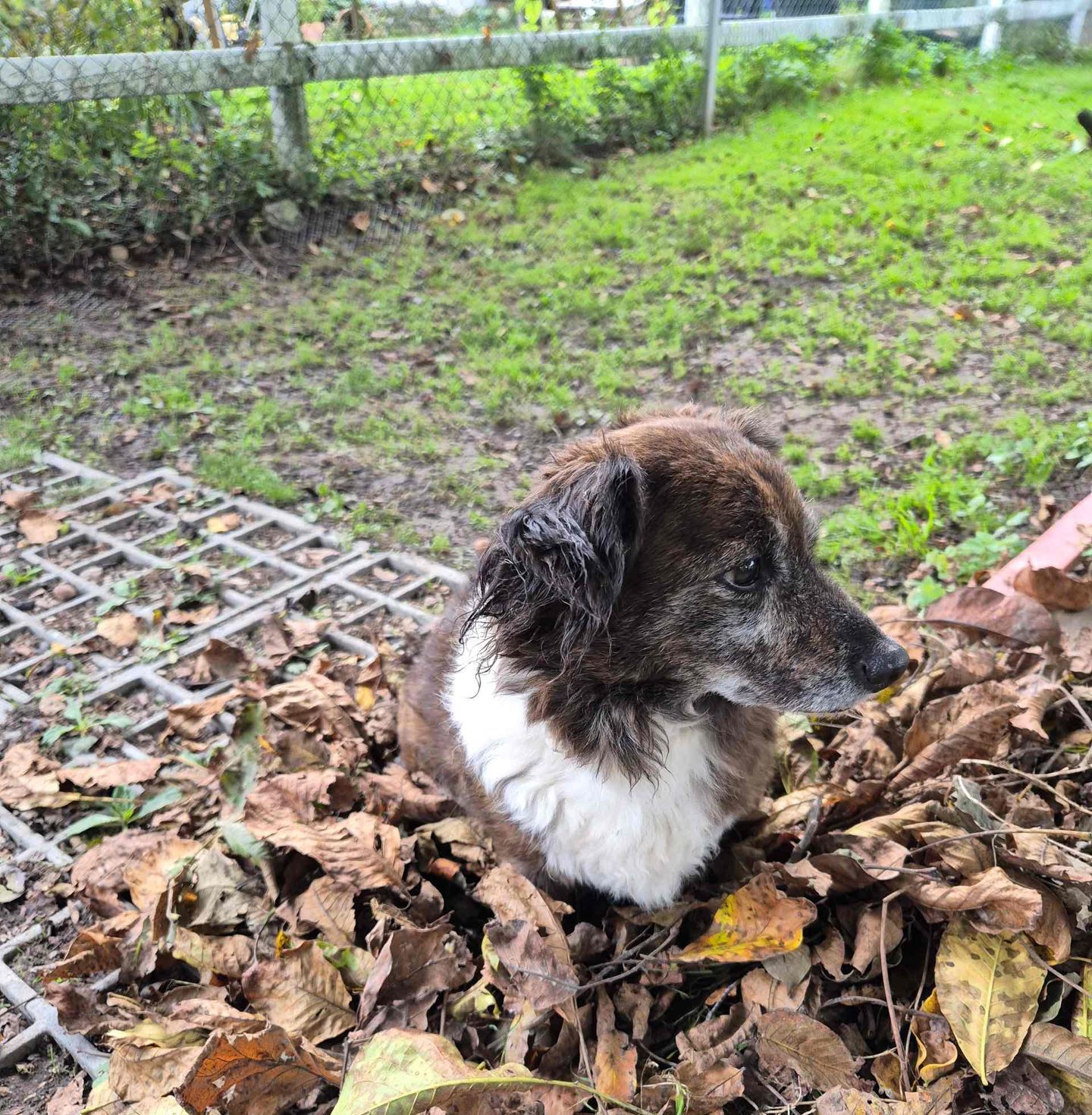 Hund auf einem Laubhaufen