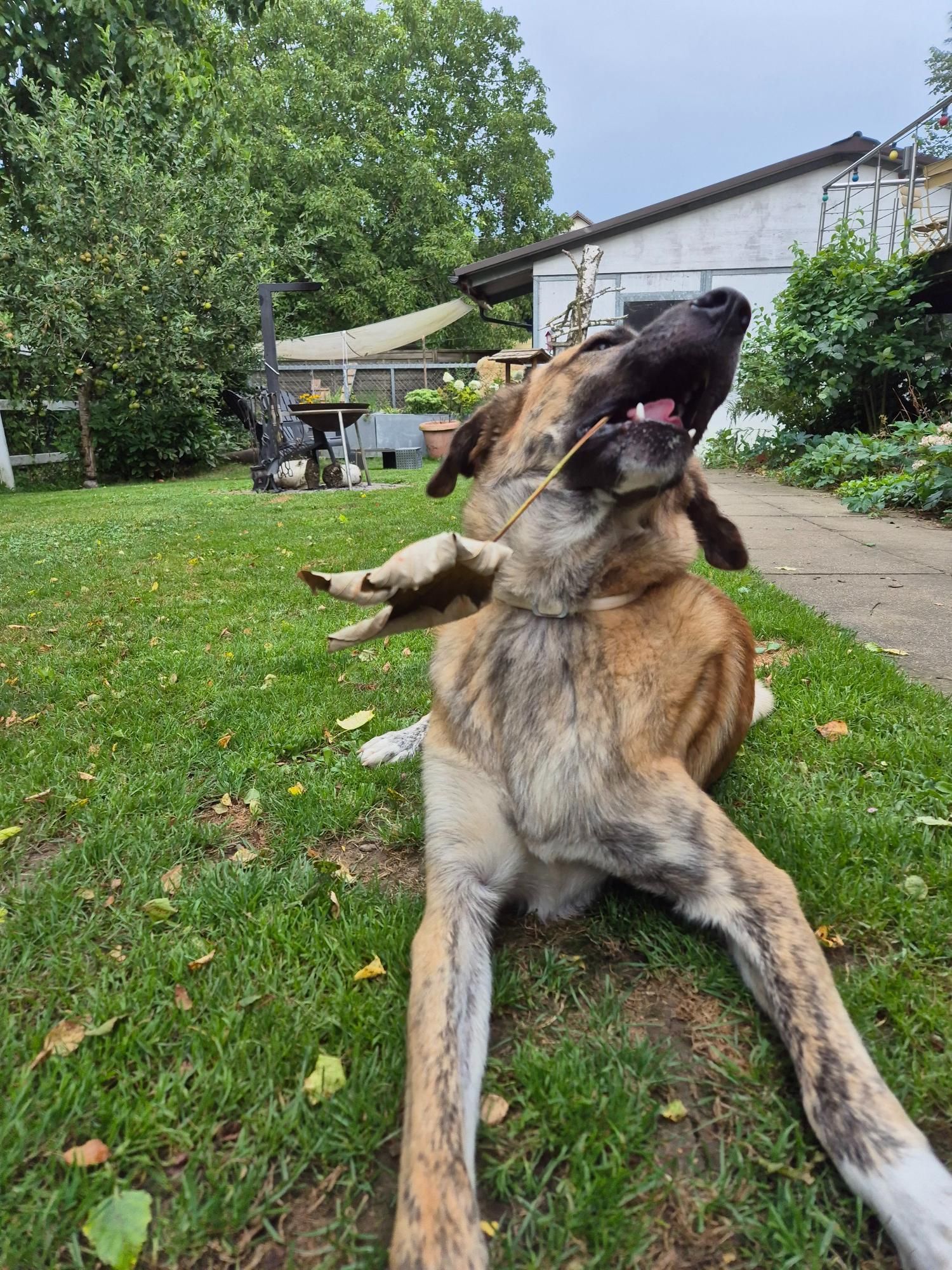 Hund spielt mit einem Blatt