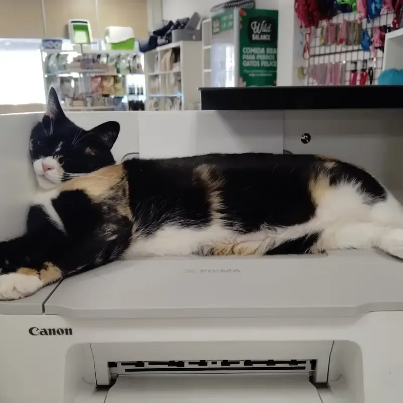 Gato calicó durmiendo encima de una impresora Canon en una tienda.
