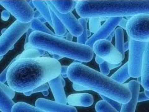 Primer plano de bacterias azules con forma de bastón.