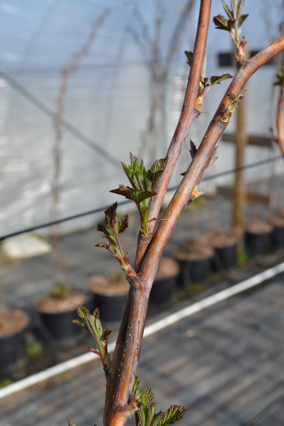 rantamarrantamarjat.fijat.fi