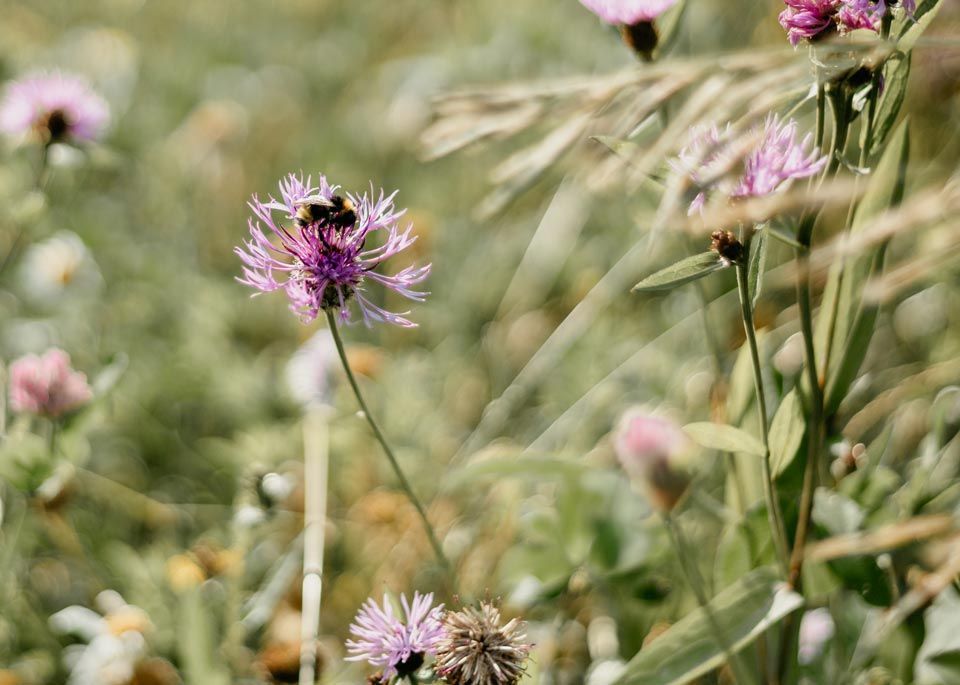 Zahner Garten- und Landschaftsbau GmbH