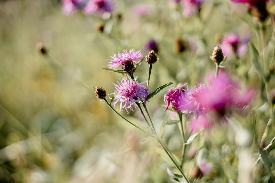 Zahner Garten- und Landschaftsbau GmbH