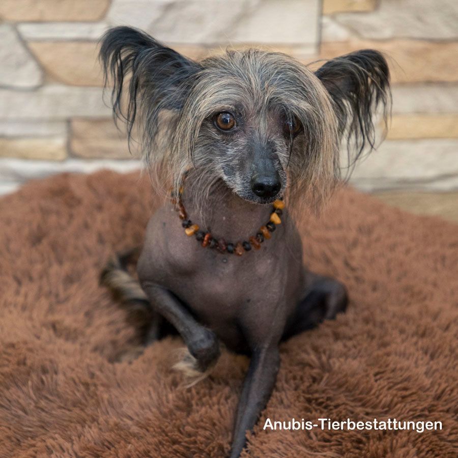 Anubis Tierbestattungen - Foto Studio Maria Schäfer