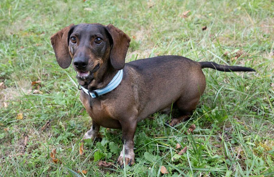 Tiere - Foto Studio Maria Schäfer