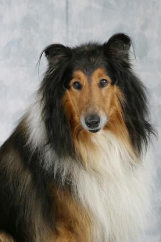 Tiere - Foto Studio Maria Schäfer