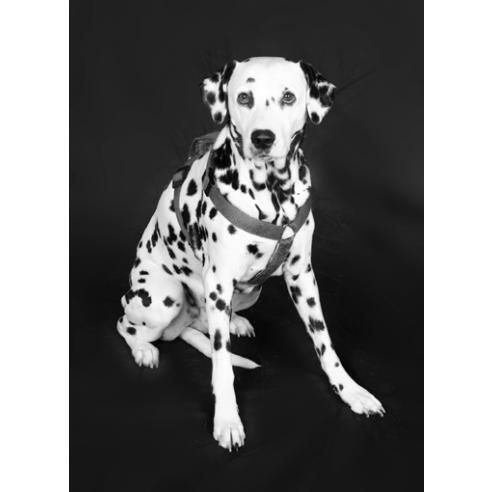 Tiere - Foto Studio Maria Schäfer
