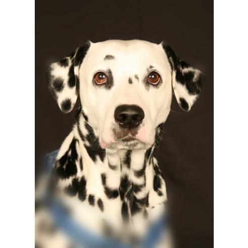Tiere - Foto Studio Maria Schäfer