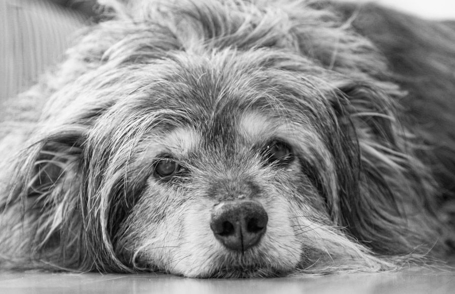 Tiere - Foto Studio Maria Schäfer