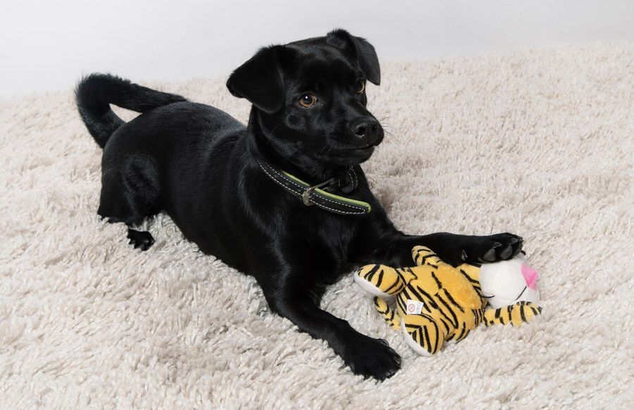 Tiere - Foto Studio Maria Schäfer