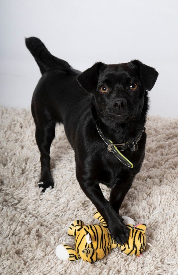 Tiere - Foto Studio Maria Schäfer