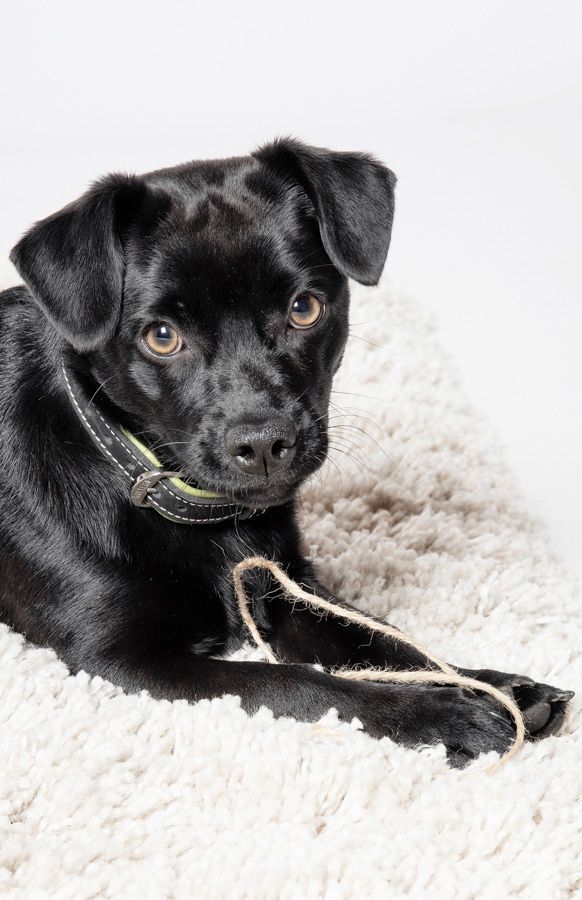 Tiere - Foto Studio Maria Schäfer