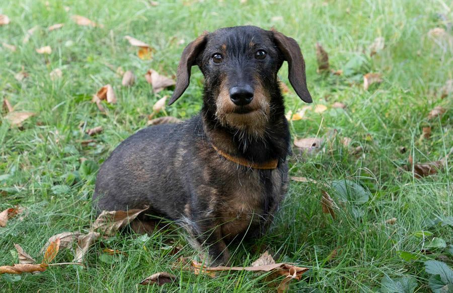 Tiere - Foto Studio Maria Schäfer