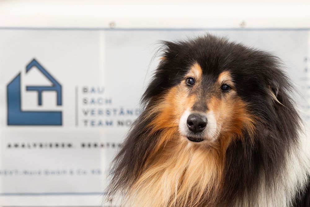 Flauschiger schwarz-brauner Hund vor einem Schild des Tierarztteams von Bau Beach
