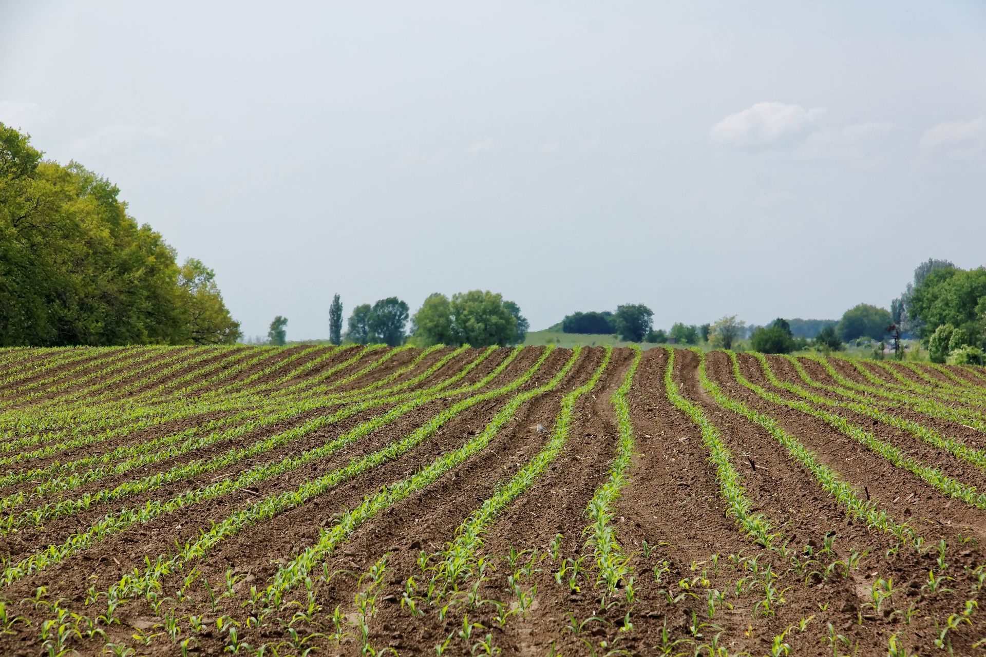 Un champ cultivé