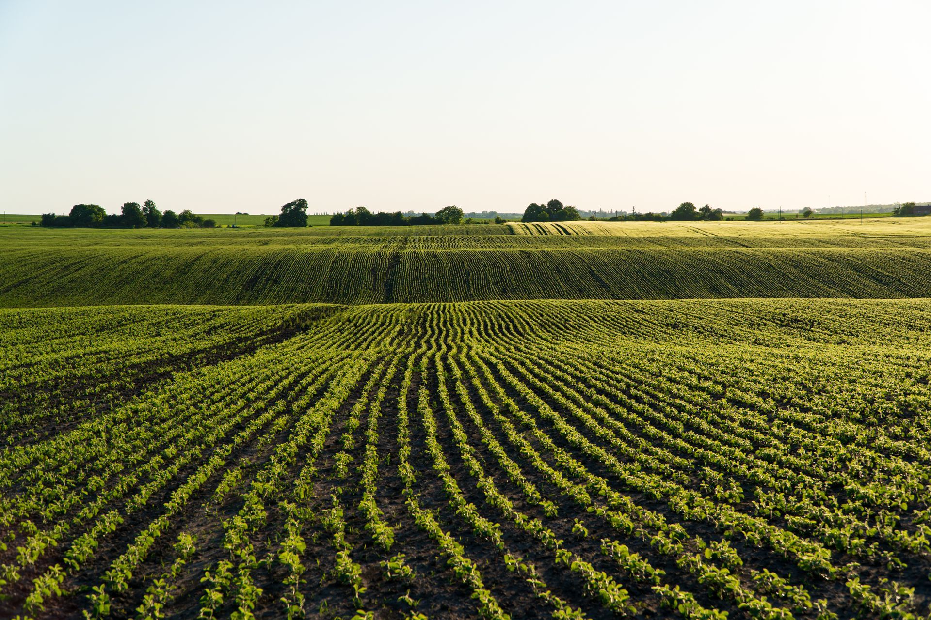 Un grand champ avec des sillons de plantation