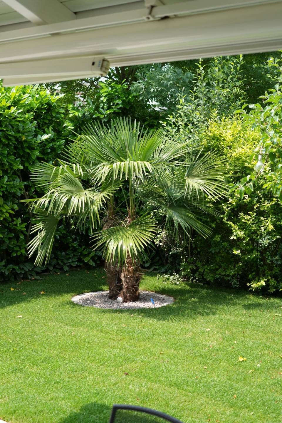 Kleine Palme in einem gepflegten, grünen Garten, gesehen von einer überdachten Terrasse.