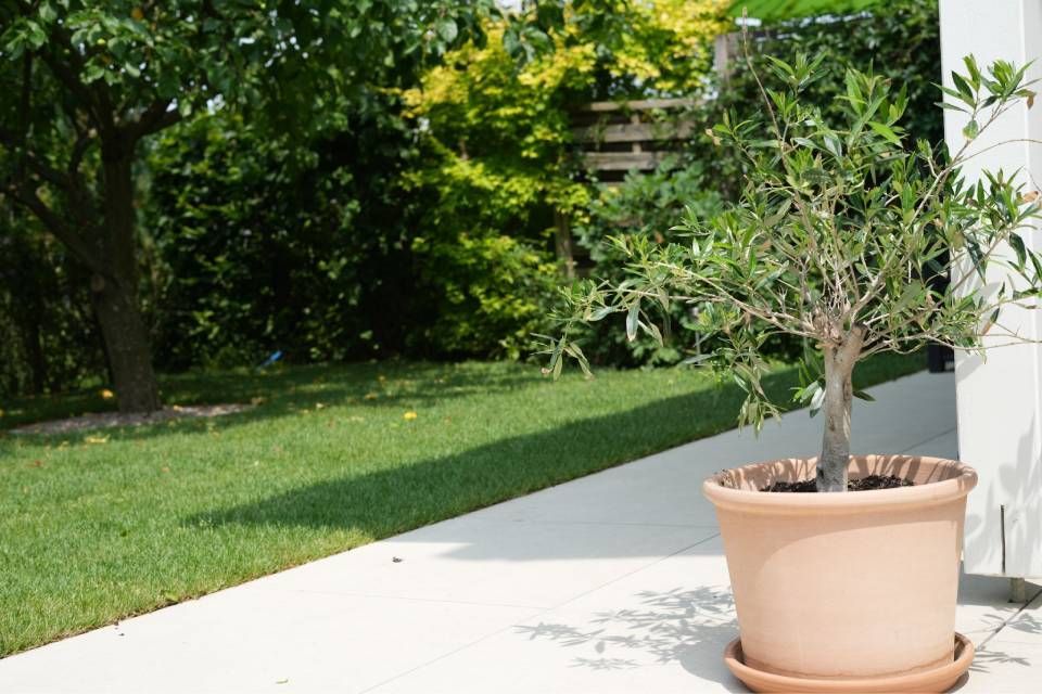 Ein kleiner Topfbaum auf einer Terrasse neben einem grünen Rasen und Gartenpflanzen