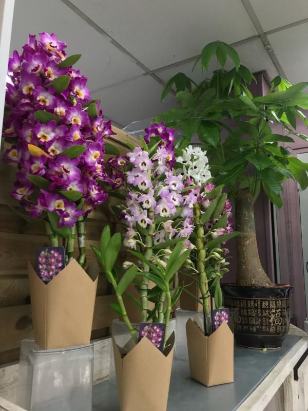 Plantes pour réception